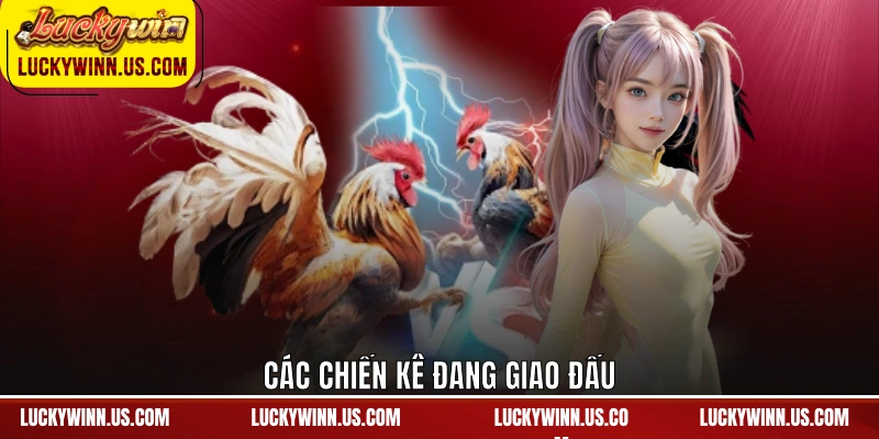 Các chiến kê đang giao đấu