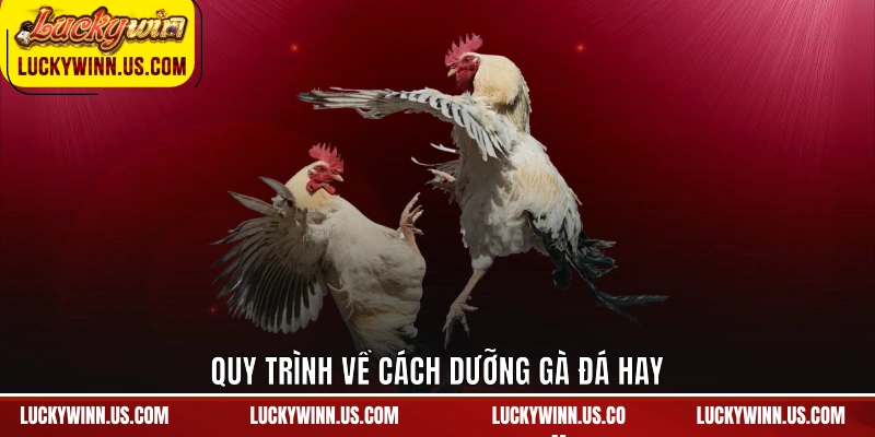 Quy trình về cách dưỡng gà đá hay